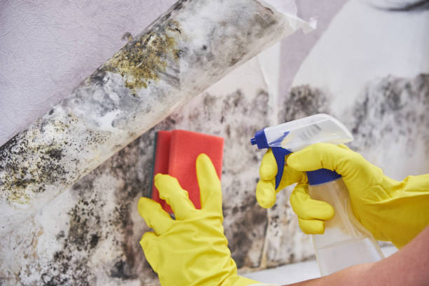 Best Water Damage & Mold Remediation  in Rolling Hills Estates, CA